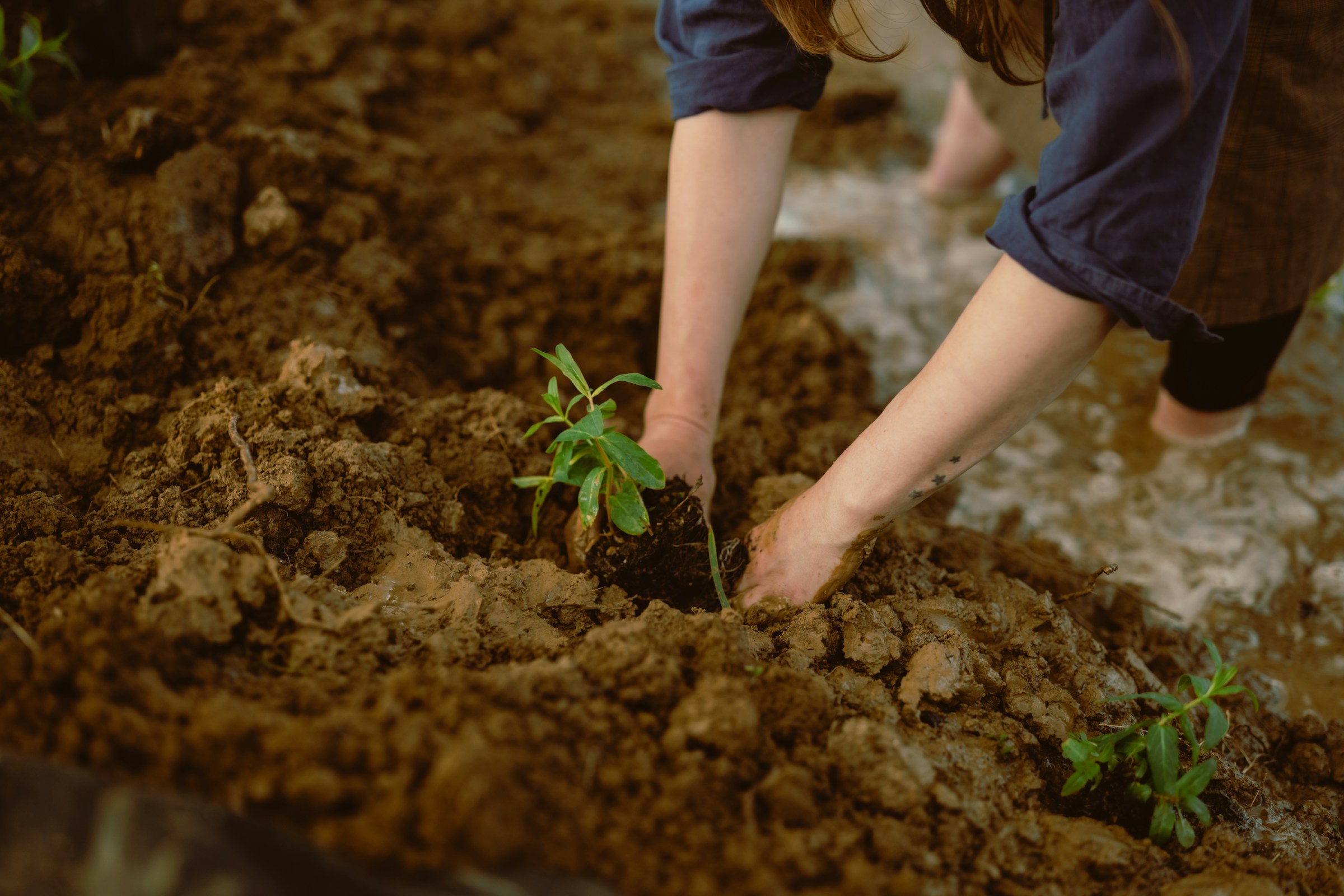 Handen zetten een jong plantje in de aarde.