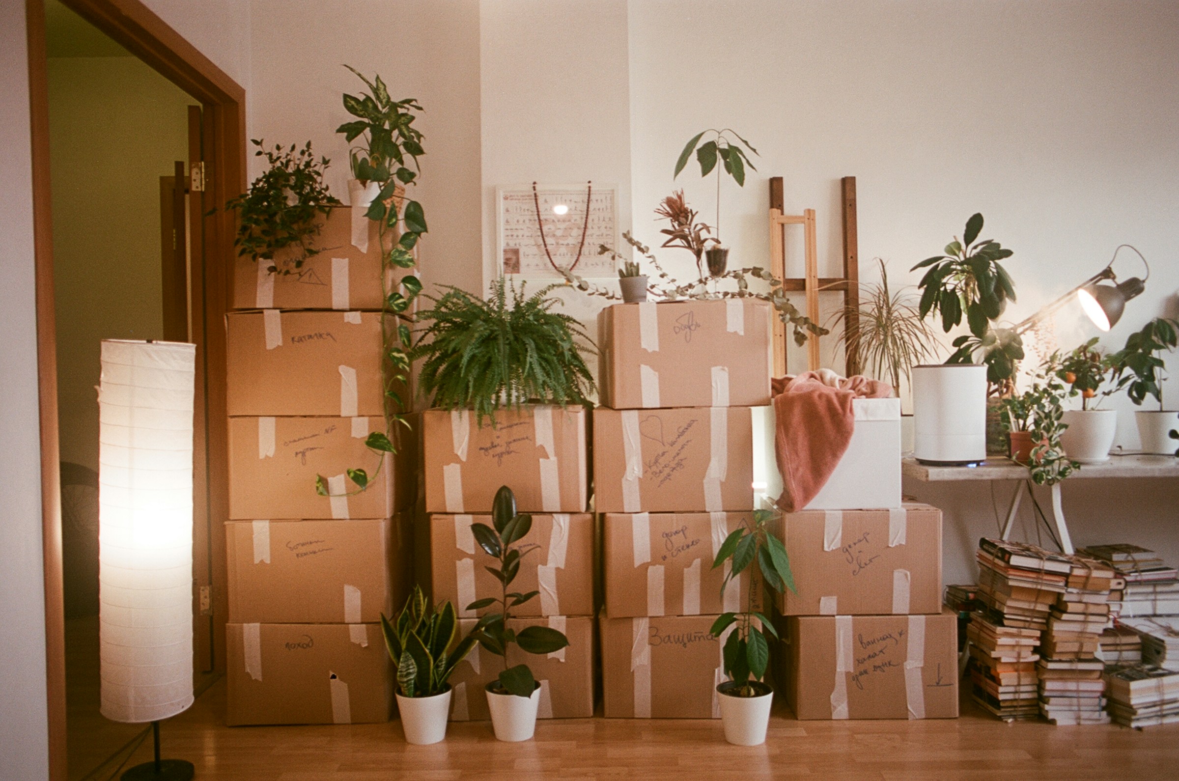 Een lichte kamer met verhuisdozen en planten.